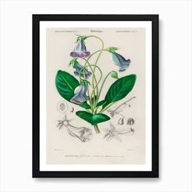 Brazilian Gloxinia Or Florist S Gloxinia (Gloxinia Caulescente), Charles Dessalines D'Orbigny Art Print