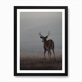 Whitetail Deer At Dusk Art Print