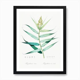 Bush Cane, Pierre Joseph Redoute Art Print