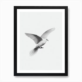 Dove B&W Pencil Drawing 2 Bird Art Print