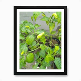 Chilli Pepper Plant Affiche