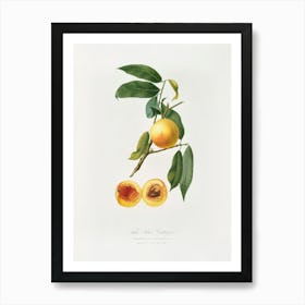 Peach (Prunus Persica) From Pomona Italiana (1817 1839), Giorgio Gallesio 4 Art Print