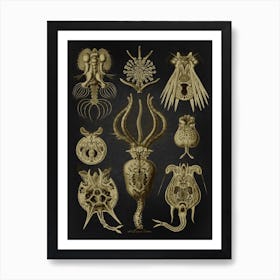 Vintage Haeckel 19 Tafel 32 Rädertiere Art Print