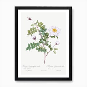 Double White Burnet Rose, Pierre Joseph Redoute Art Print