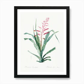 Pitcairnia Bromeliaefolia, Pierre Joseph Redoute Art Print