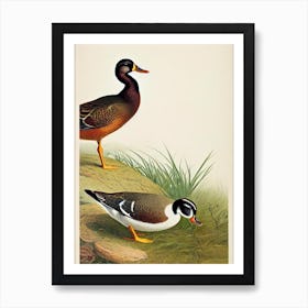 Duck James Audubon Vintage Style Bird Art Print