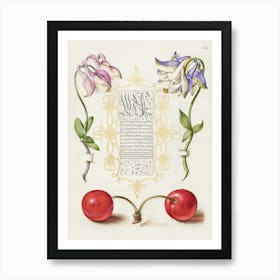 European Columbines And Sweet Cherry From Mira Calligraphiae Monumenta, Joris Hoefnagel Art Print