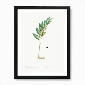 Angular Solomon S Seal, Pierre Joseph Redoute Art Print