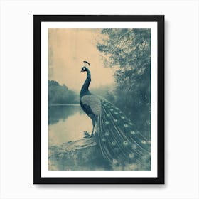 Vintage Peacock By The Lake Cyanotype Inspired 2 Art Print