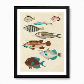 Colourful And Surreal Illustrations Of Fishes Found In Moluccas (Indonesia) And The East Indies, Louis Renard(33) Art Print