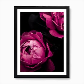 Purple Roses Art Print