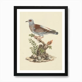 Speckled Pigeon, African Rock Pigeon, Luigi Balugani Art Print