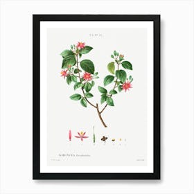 Crossberry, Pierre Joseph Redoute Art Print