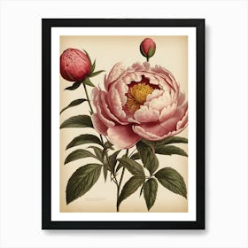 Peony 1 Art Print