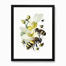 Pollination Bees 4 Vintage Art Print