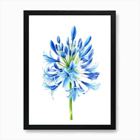 Blue Agapanthus Flower Art Print