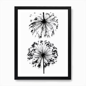 Black white allium 1 Art Print