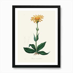 Vintage Botanical John Stephenson and James Morss Churchill Art Print_2731681 Art Print