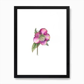 Hellebore In Pink Art Print