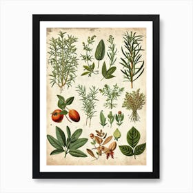 Garden Herbs Vintage Illustration 1 Art Print