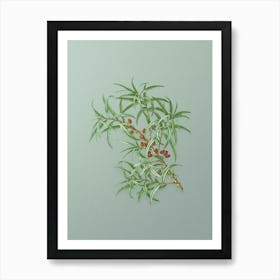 Vintage Common Sea Buckthorn Botanical Art on Mint Green n.0994 Art Print