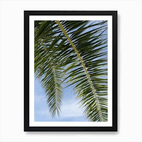 Green leaves of a date palm and blue sky Art Print