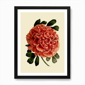 Peony Art Print