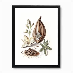 Black Cardamom Spices And Herbs Pencil Illustration 4 Art Print