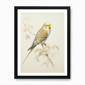 Vintage Bird Drawing Budgerigar 3 Art Print