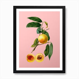 Vintage Peach Botanical on Soft Pink n.0737 Art Print