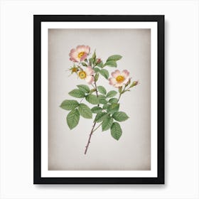 Vintage Short Styled Field Rose Botanical on Parchment n.0507 Art Print