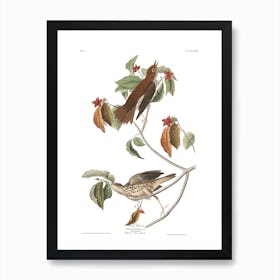 Wood Thrush Art Print