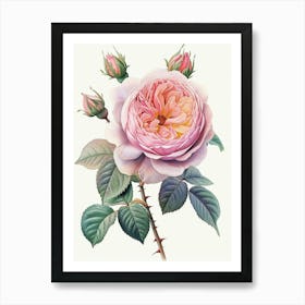 English Roses Painting Detailed Botanical 2 Art Print