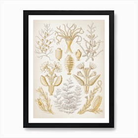 Vintage Haeckel 6 Tafel 25 Reihenpolypen Art Print