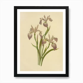 Iris Stock Videos & Royalty-Free Footage Art Print