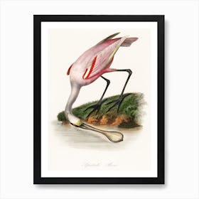 Roseate Spoonbill Art Print