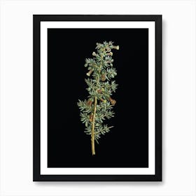 Vintage Kraal Honey Thorn Botanical Illustration on Solid Black n.0951 Art Print