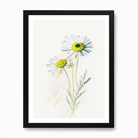 Chamomile Herb Minimalist Watercolour 1 Art Print