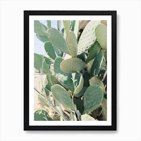 Cactus // Ibiza Nature & Travel Photography Art Print