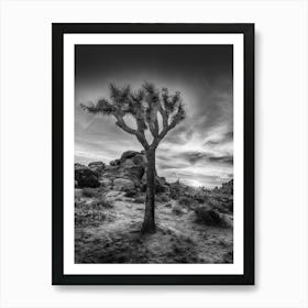 Charming Sunset Joshua Tree National Park Art Print