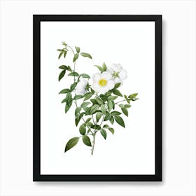 Vintage White Rose of Snow Botanical Illustration on Pure White n.0546 Art Print