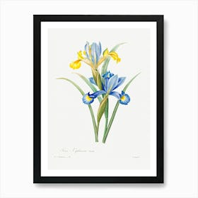 Spanish Iris, Pierre Joseph Redoute Art Print