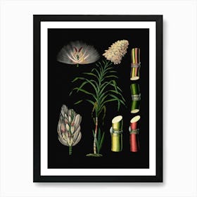 Vintage Bollmann 4 Zuckerrohr Art Print