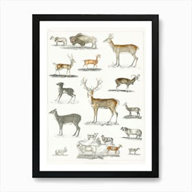 Collection Of Animal With Antlers, Oliver Goldsmith Poster