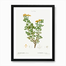 Moon Trefoil, Pierre Joseph Redoute Art Print