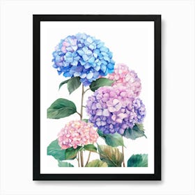 Hydrangea 1 Art Print