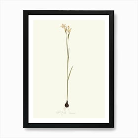 Daffodils 4 Art Print