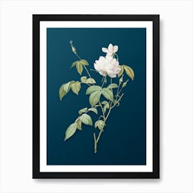 Vintage White Bengal Rose Botanical Art on Teal Blue n.0711 Art Print