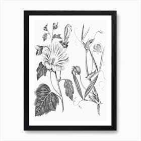 Annual Lavatera Blue Lathyrus Line Art Print