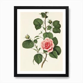 Rose Vintage Botanical Flower Art Print